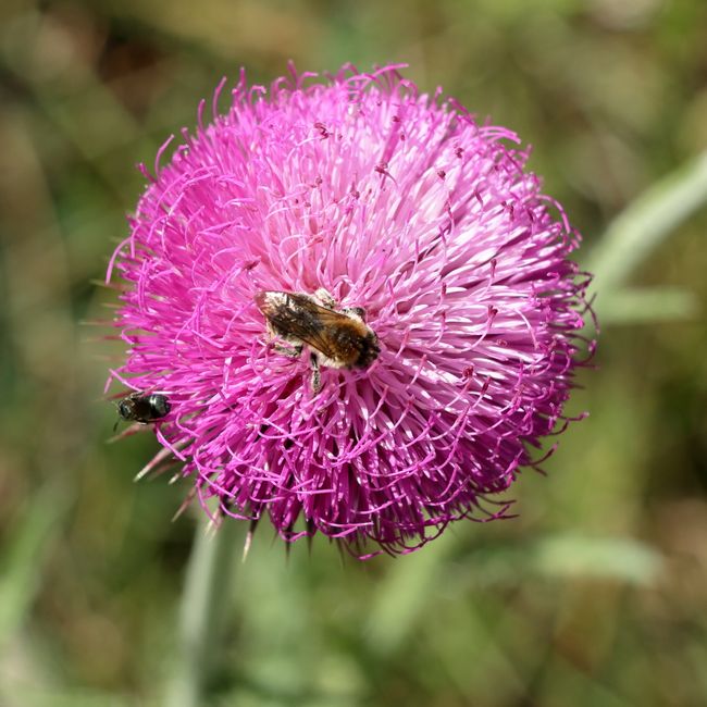 Sportliner / Gerneric-Fly